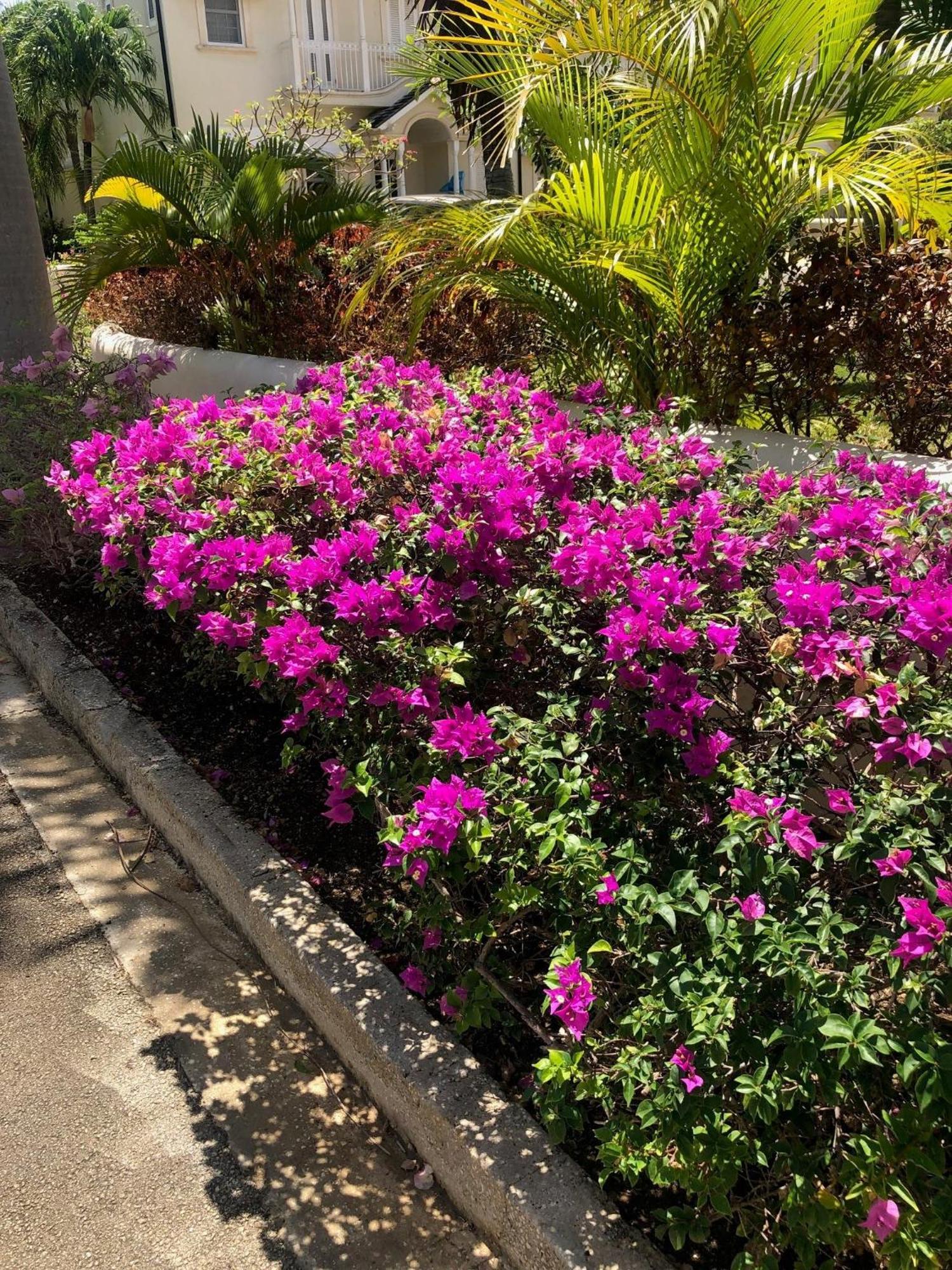 Blue Horizon Battaleys Mews Mullins Barbados Villa Saint Peter Ngoại thất bức ảnh